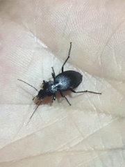 Licinus