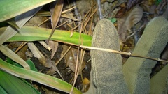 Dichanthelium commutatum