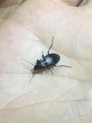 Licinus