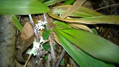 Dichanthelium commutatum