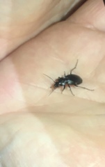 Licinus