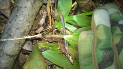 Dichanthelium commutatum