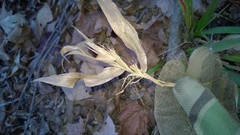 Dichanthelium commutatum