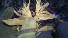 Dichanthelium commutatum