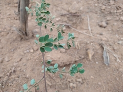 Albizia occidentalis