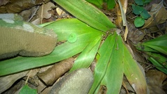 Hermeuptychia sosybius