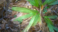 Dichanthelium commutatum