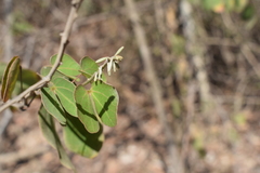 Bauhinia subrotundifolia