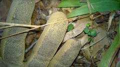 Dichanthelium commutatum