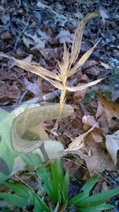 Dichanthelium commutatum