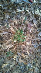 Dichanthelium sabulorum