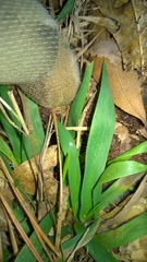 Dichanthelium sabulorum