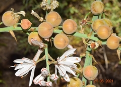 Asphodelus macrocarpus