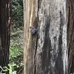 Troglodytes pacificus