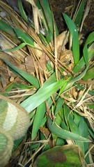 Dichanthelium sabulorum