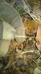 Dichanthelium sabulorum