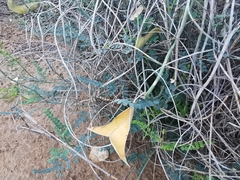 Erythrostemon caudatus