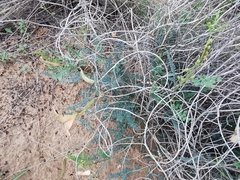 Erythrostemon caudatus