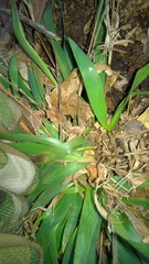 Dichanthelium sabulorum