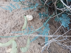 Erythrostemon caudatus