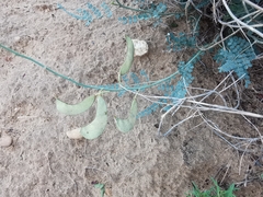 Erythrostemon caudatus