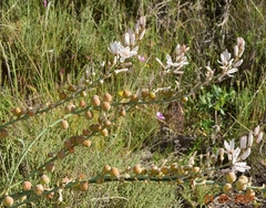 Asphodelus macrocarpus