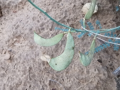 Erythrostemon caudatus