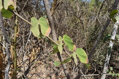 Bauhinia subrotundifolia