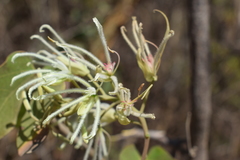 Bauhinia subrotundifolia