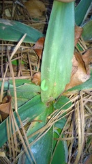 Hermeuptychia sosybius