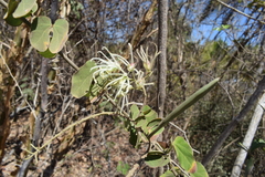 Bauhinia subrotundifolia