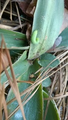 Hermeuptychia sosybius