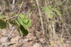 Bauhinia subrotundifolia