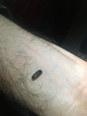 Lamprohiza mulsantii