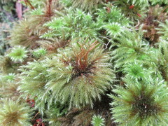 Hypnodendron