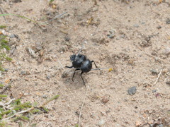 Glyphoderus