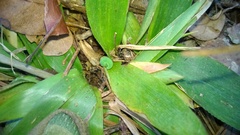 Hermeuptychia sosybius