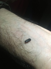 Lamprohiza mulsantii