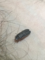 Lamprohiza mulsantii