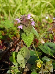Lamium purpureum