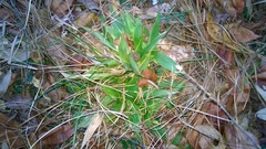 Dichanthelium commutatum