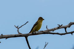 Spinus psaltria
