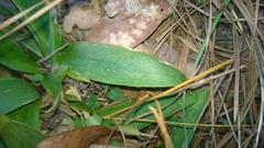 Dichanthelium commutatum