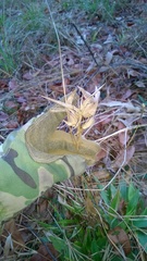 Dichanthelium commutatum