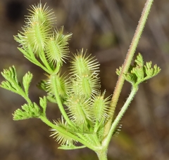 Daucus durieua