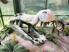 Deinosuchus riograndensis