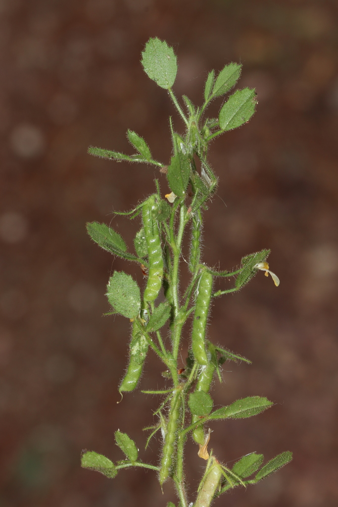 bird's-foot restharrow