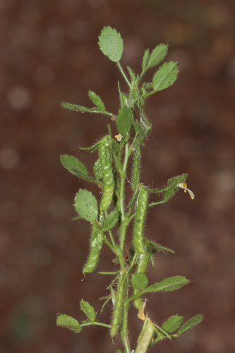 Ononis ornithopodioides