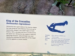 Deinosuchus riograndensis