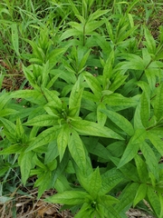 Veronicastrum virginicum
